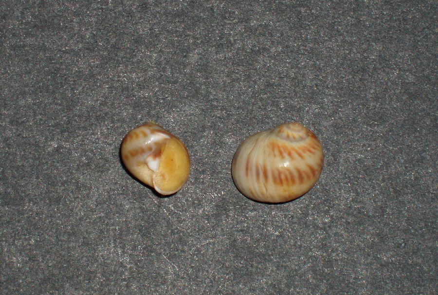 Famiglia Naticidae